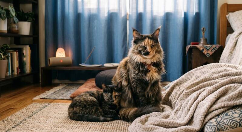 Text: Two tortoiseshell cats, a Maine Coon and a kitten, resting together during a meditation session.