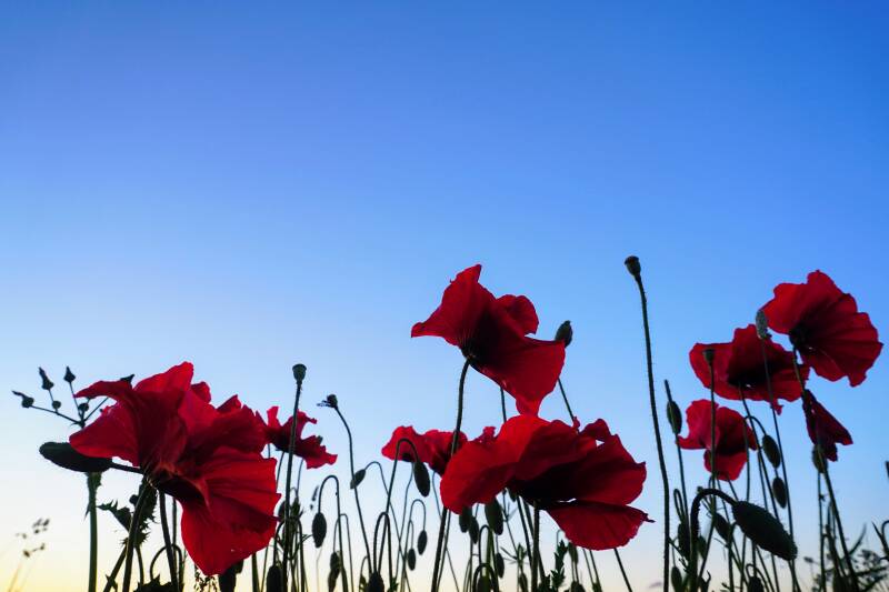 Klaprozen Cktopfotografie Copyright