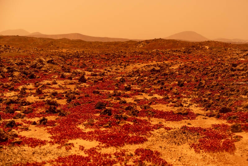 Vrij werk - Lanzarote