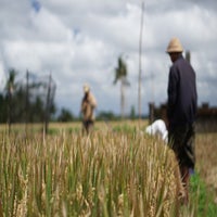 Fields