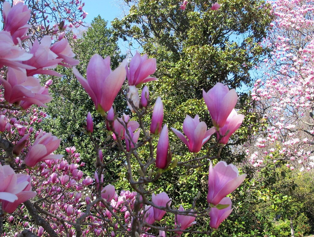 Floraison - Coaching 10 séances pour transformer durablement votre trajectoire