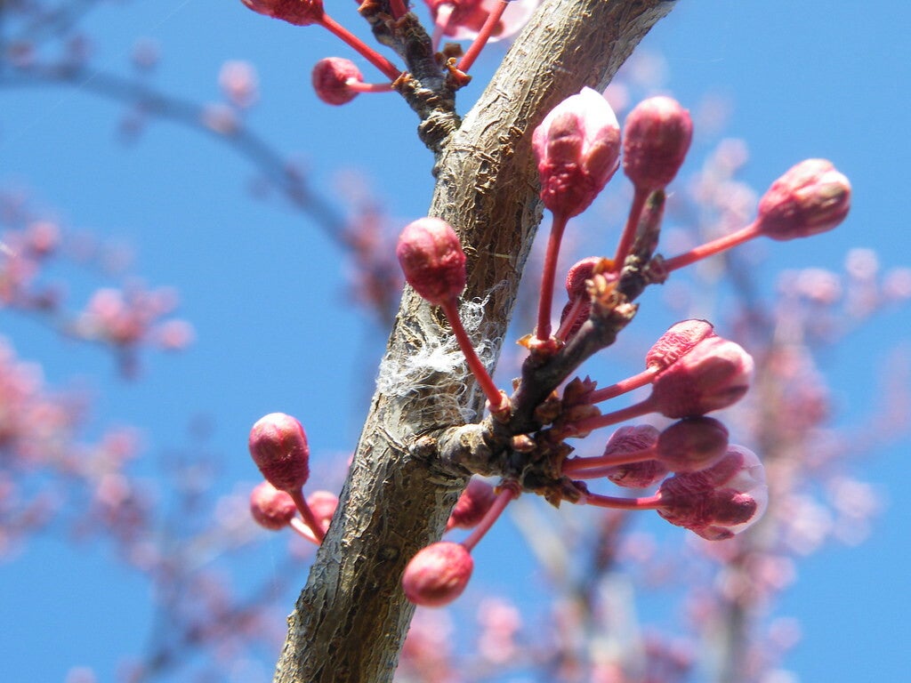 Bourgeons - Coaching 7 séances pour faire émerger votre potentiel