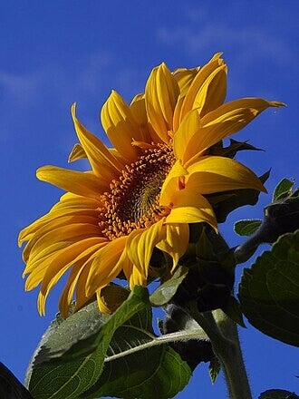 Pollinisation - Coaching 3 séances pour prendre son envol. Pour les jeunes de moins de 28 ans.