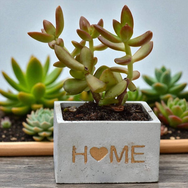 Pots en béton décoratifs – Formes variées + plante incluse 🌿✨