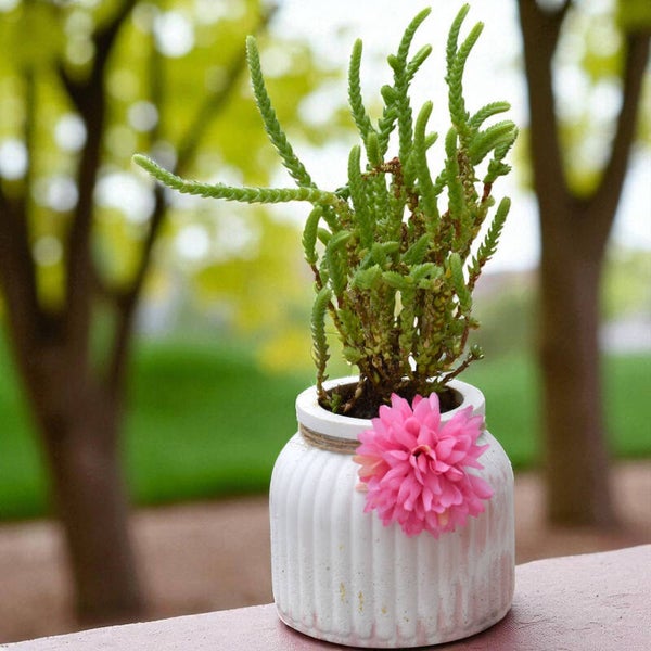 Petit pot décoratif en béton rayé + plante incluse 🌿