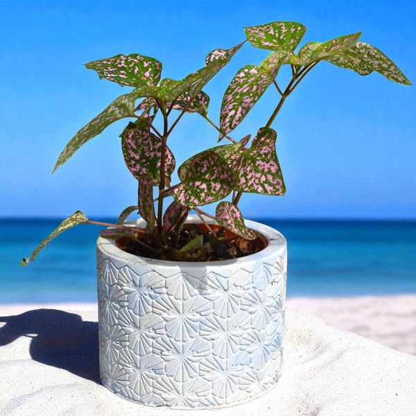 Pot rond en béton fleuri + plante incluse 🌿