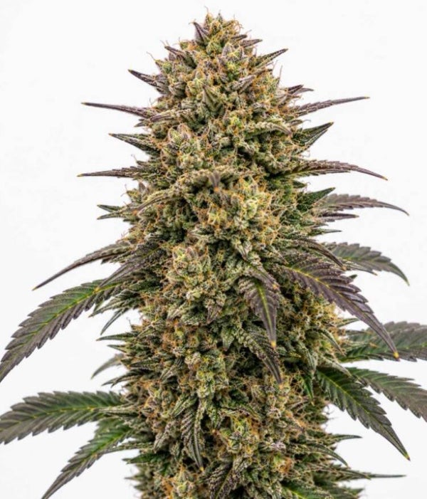 Mango Kush 3.5 grams