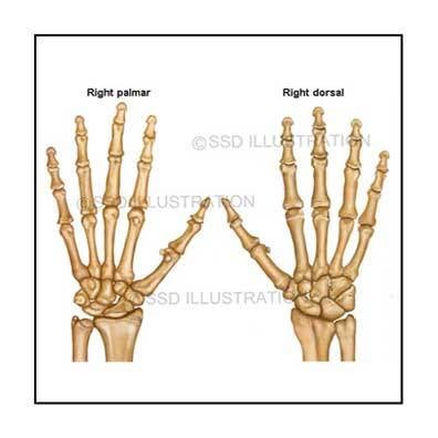 High-resolution drawing of hand bones and joints for educational purposes