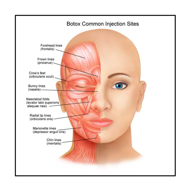 Portfolio category: Dermatology illustrations showing skin conditions and anatomy