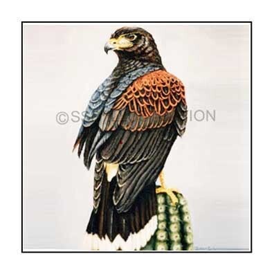 Realistic acrylic painting of a Harris hawk perched on a cactus, by artist and medical illustrator Susan Decker, combining wildlife art and anatomy.