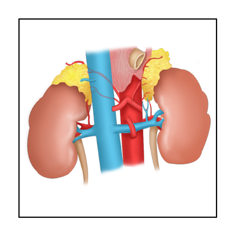 kidneys-standard.png