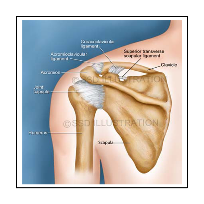 Portfolio category: Orthopedic medical illustrations of bones, joints, and muscle
