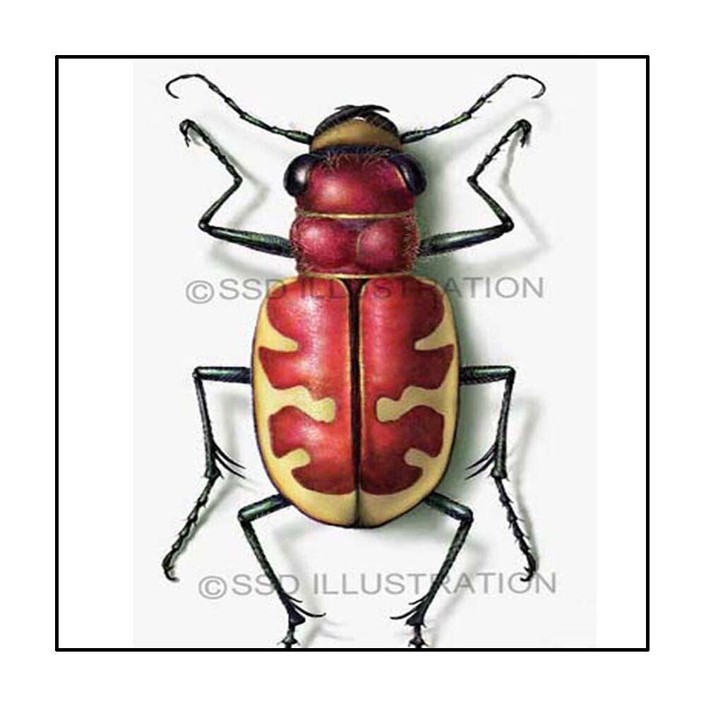 Detailed scientific illustration of a tiger beetle, highlighting anatomical features for academic publication or entomology journal.