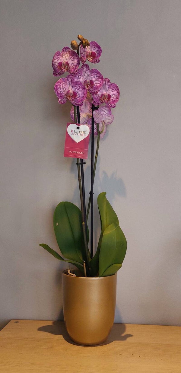 Orchidée + pot doré