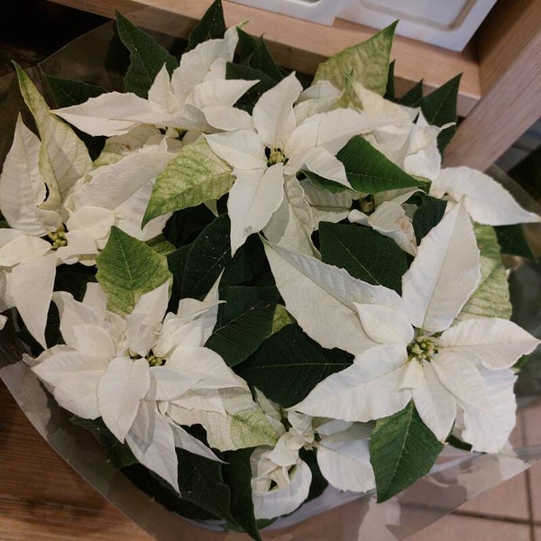 Poinsettia rose ou fushia ou blanc