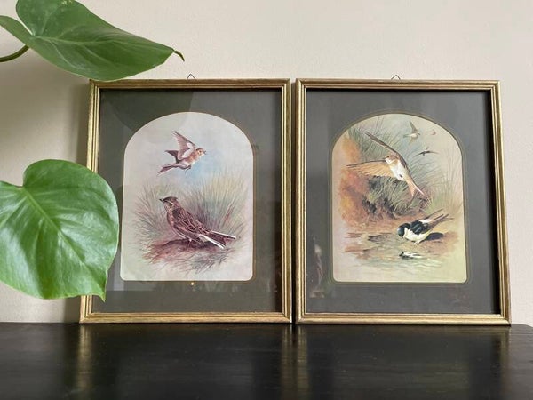 Set spreeuwen en zwaluwen