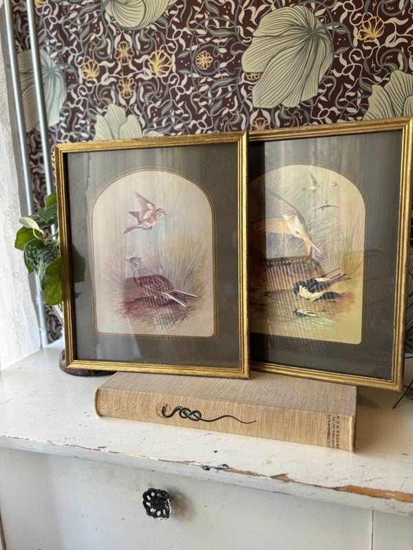 Prenten set met vogels