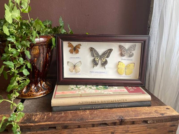 Echte vlinders in kader