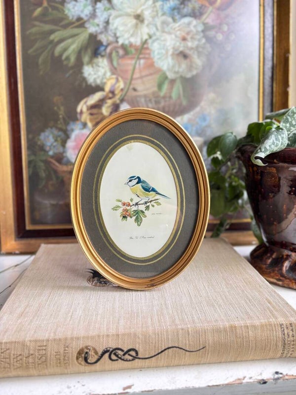 Pimpelmeesje in lijstje