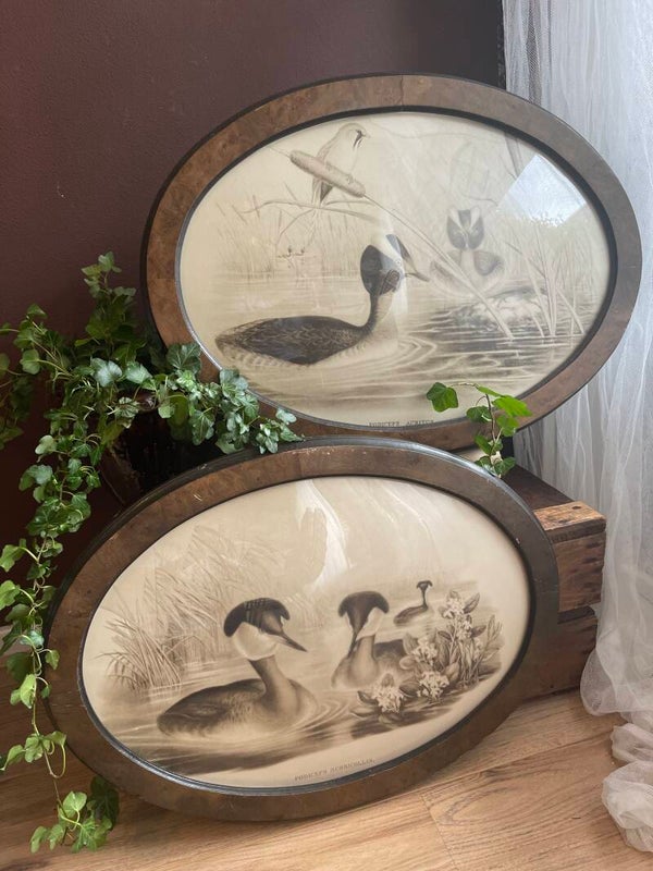 SALE Litho’s J Gould & HC Richter