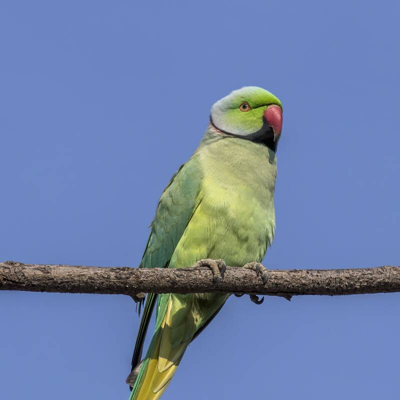 Lisszabon papagájai