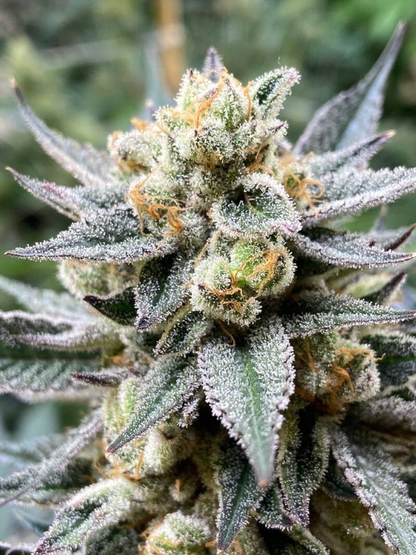Premium Genetics