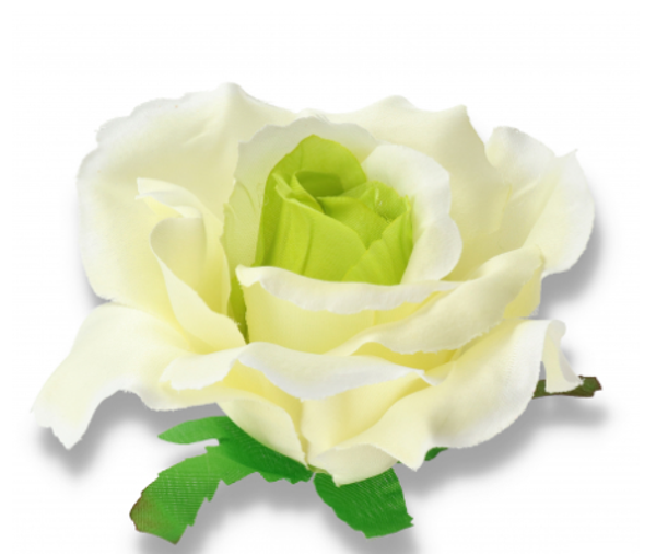 główka kwiatowa róża white green