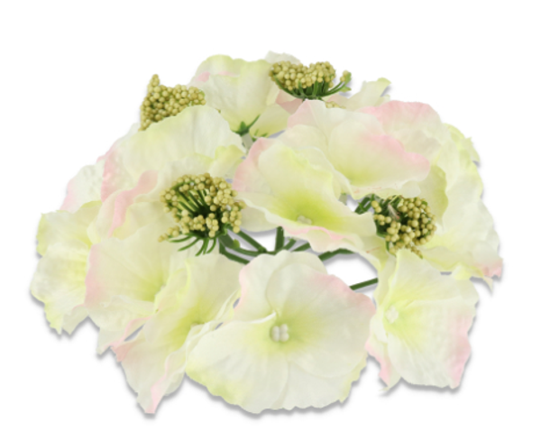 główka kwiatowa hortensja cream pink green