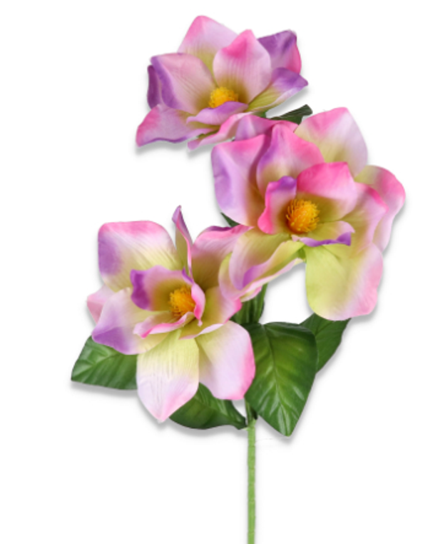 Magnolia satynowa gałązka x3