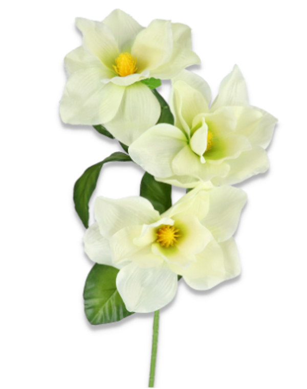 Magnolia satynowa gałązka x3