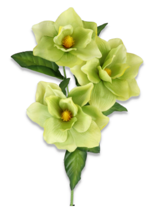 Magnolia satynowa gałązka x3