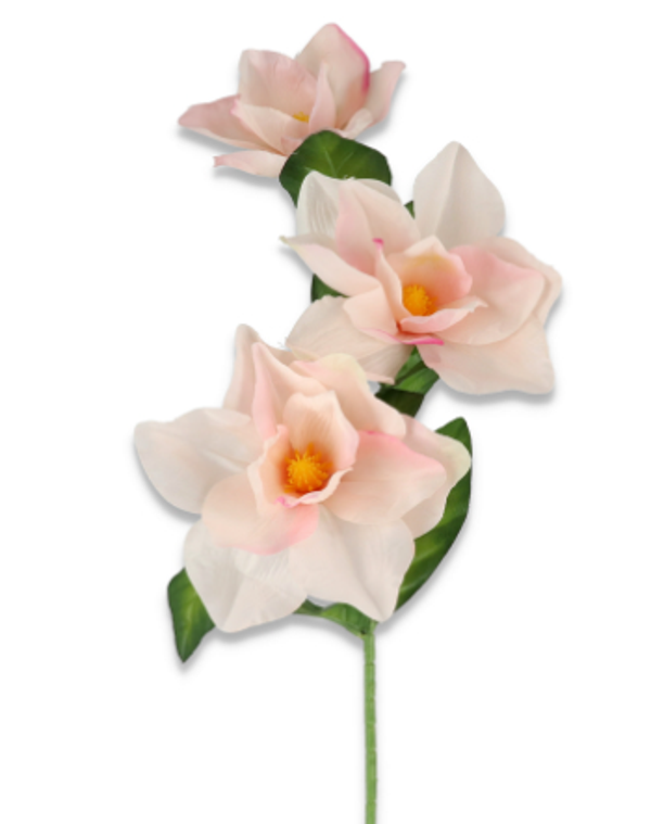 Magnolia satynowa gałązka x3