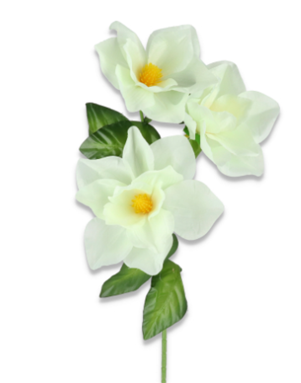 Magnolia satynowa gałązka x3