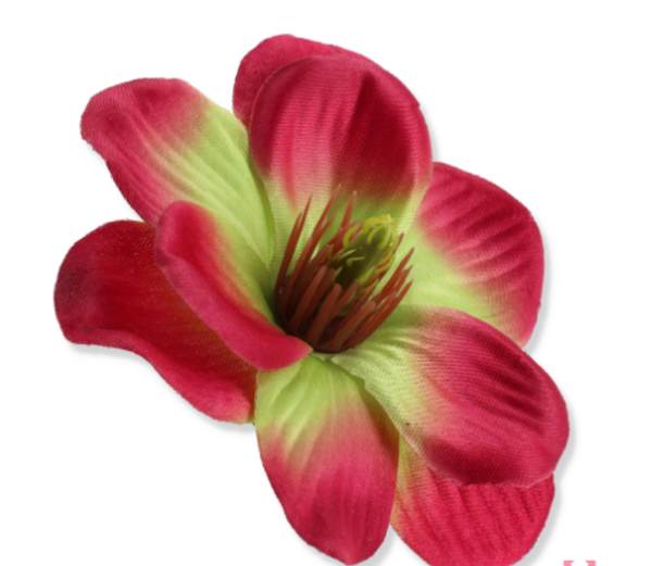 główka kwiatowa magnolia malinowo-zielona