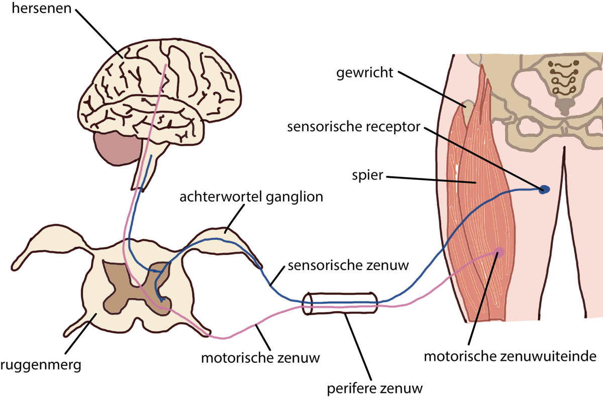 Letsels | Fysio Lefevere