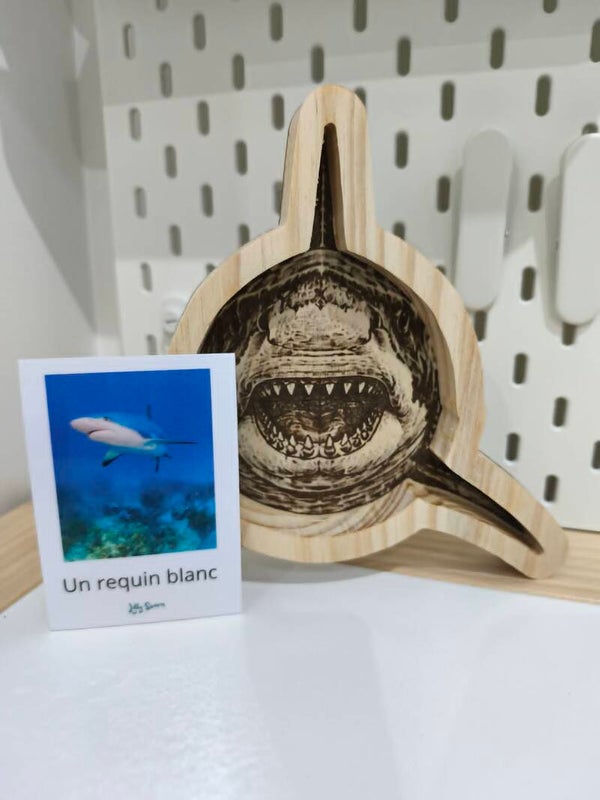 Plateau de motricité Requin blanc