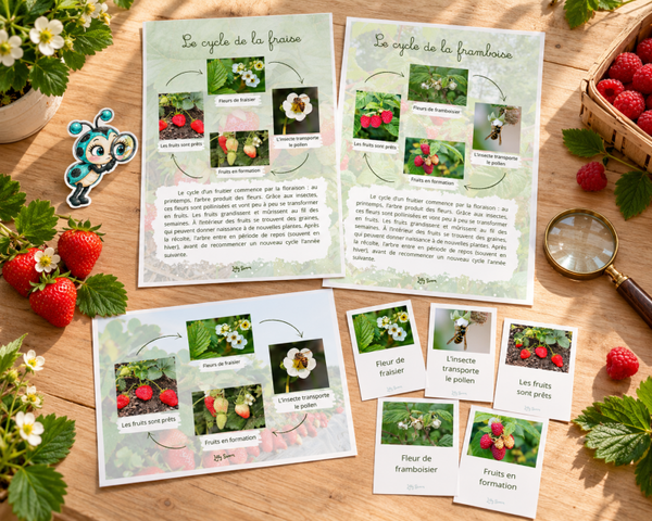 Le cycle de la fraise et de la framboise