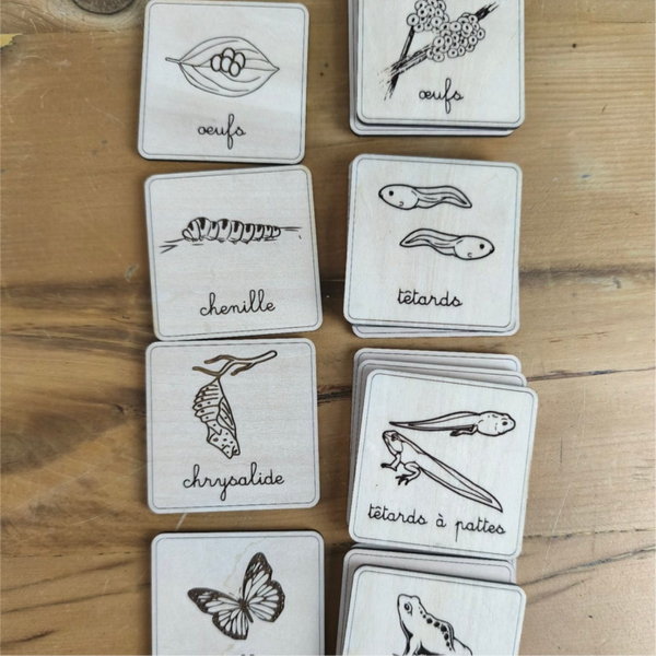 Cartes de chronologie Cycle animal