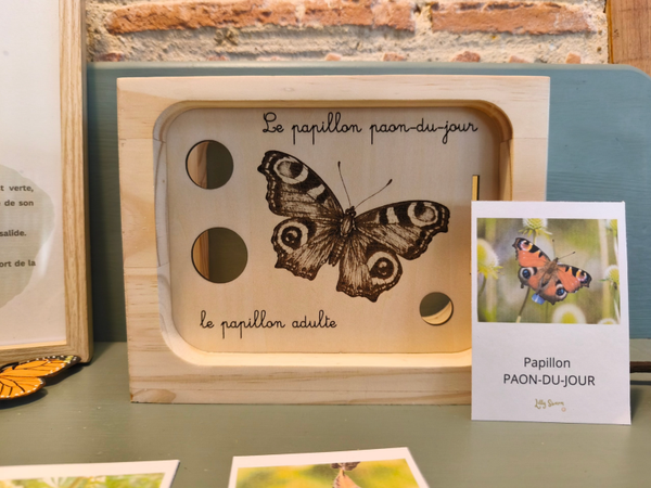 Le cycle du papillon paon-du-jour lot complet