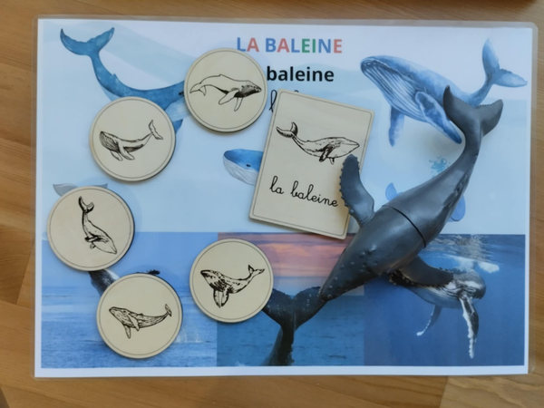 Jetons thème Animaux marins réalistes - Miniz