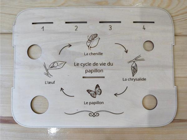 VF planche recto verso cycle papillon et coccinelle 🦋 🐞