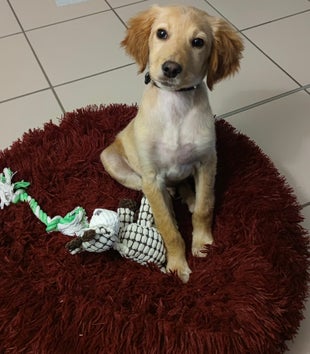 Education canine de chiot à Toulon et le Var, 83