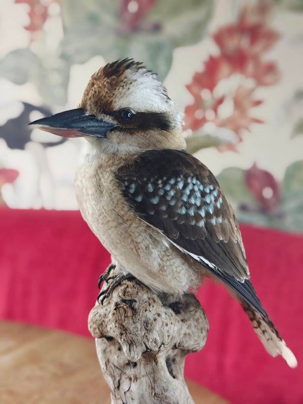 Kookaburra