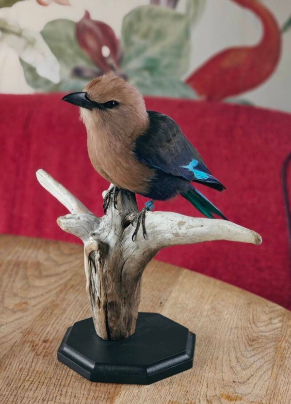 Blauwbuikscharrelaar