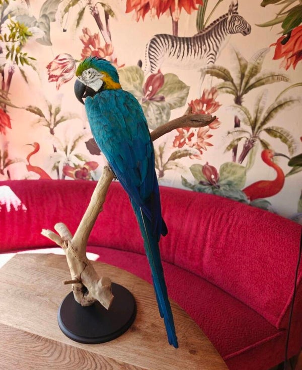 Blauw gele ara