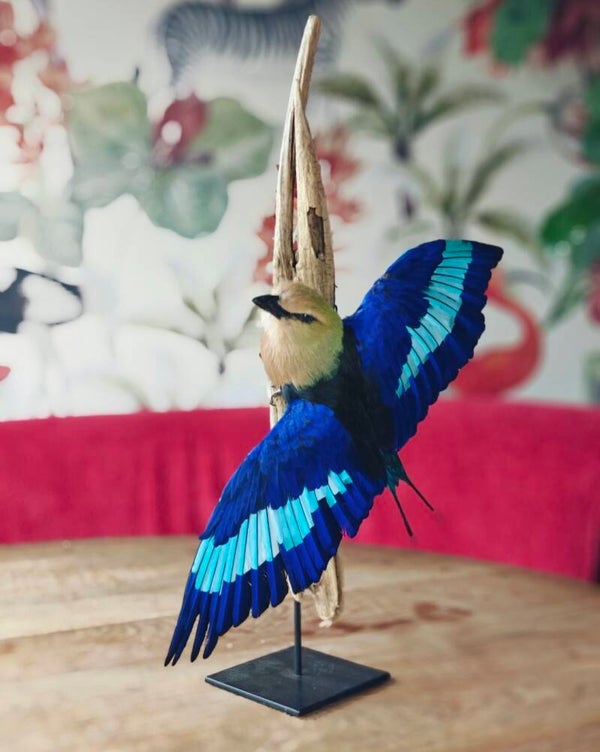 Blauwbuikscharrelaar
