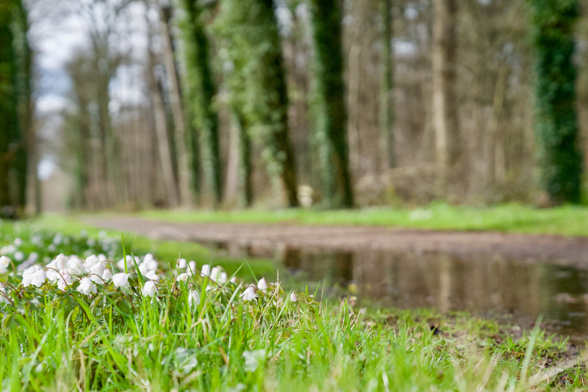 Een foto met bloemetjes naast een pad.