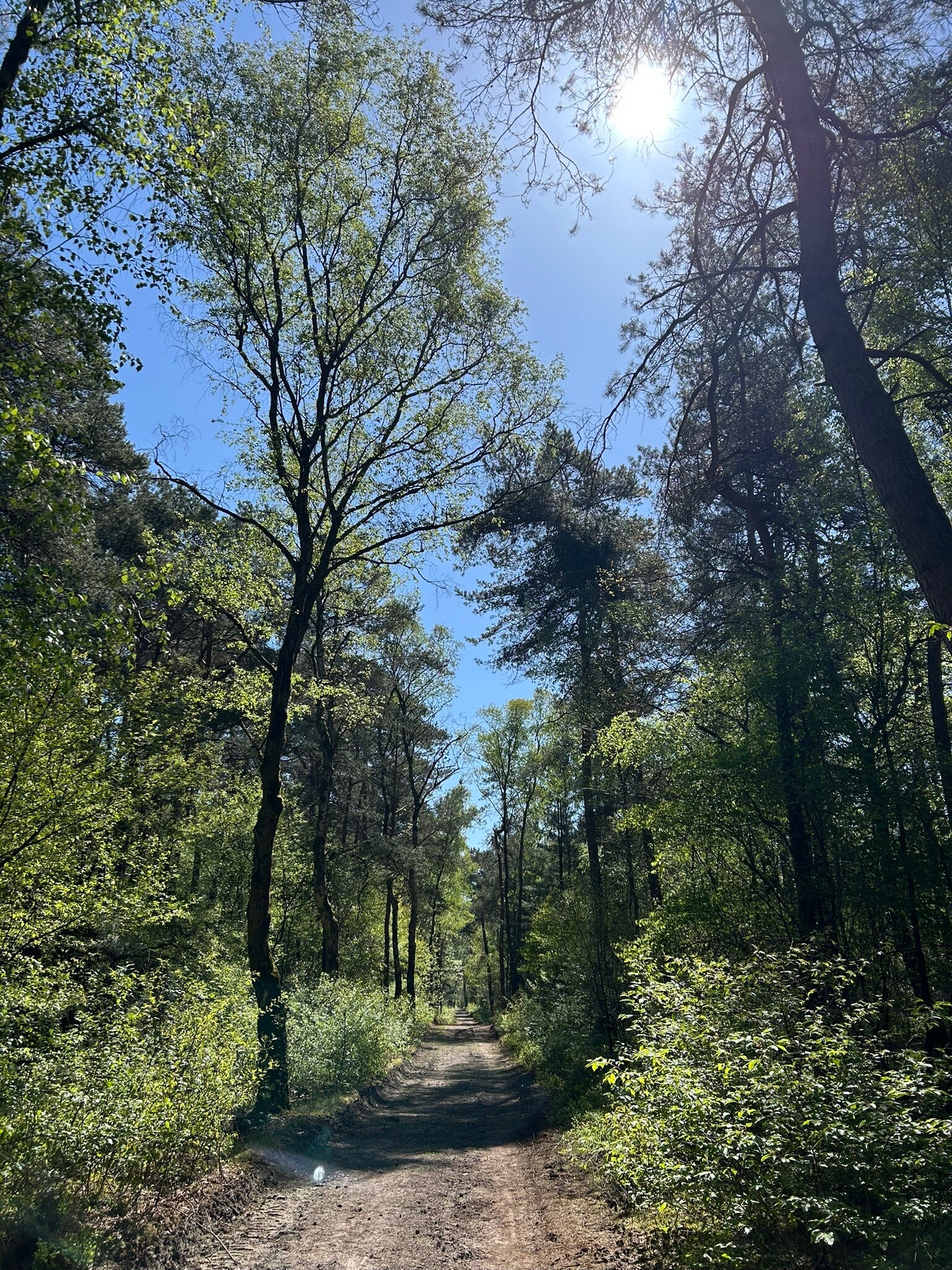 Door de bomen het bos niet meer zien: een foto van bomen