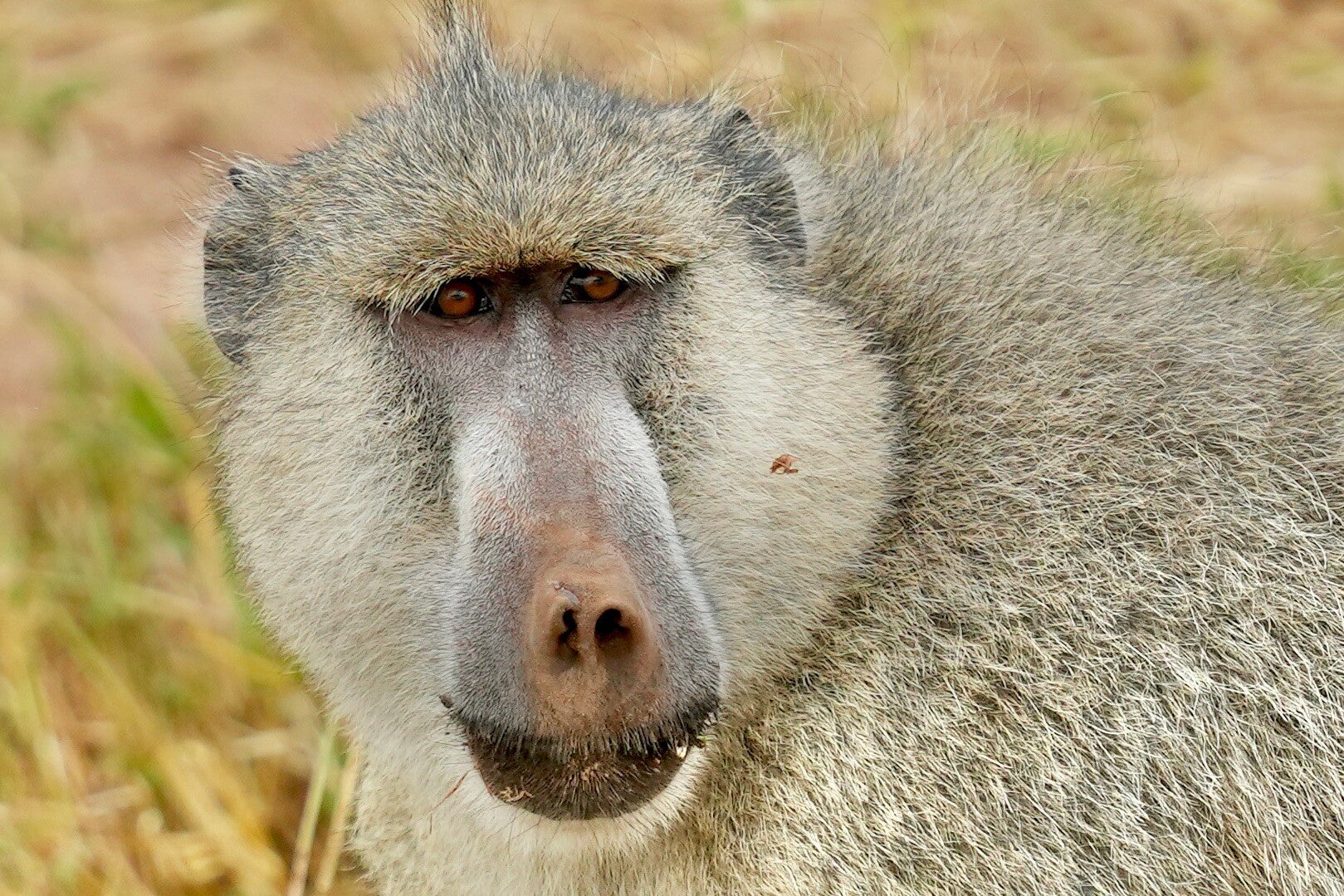 Staring Monkey - Tsavo National Park Kenya