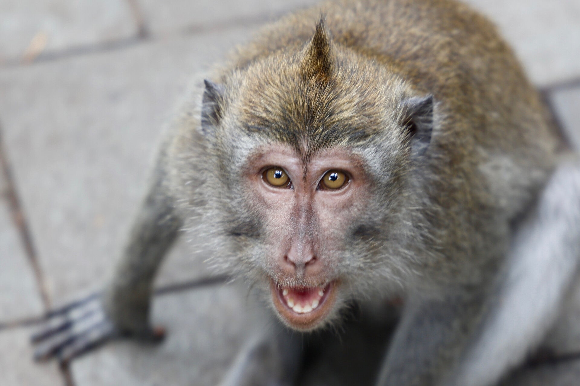 Devil's eye - Monkey Forest Ubud Bali Indonesia 